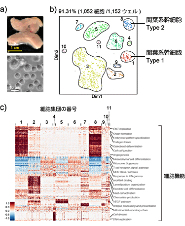 図7 複数の細胞からなる臓器由来細胞を用いたQuartz-Seq2の解析例