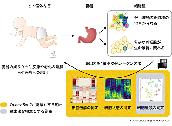 図1 臓器の成り立ちや疾患の理解に貢献する高出力型1細胞RNA-seq法の概念図