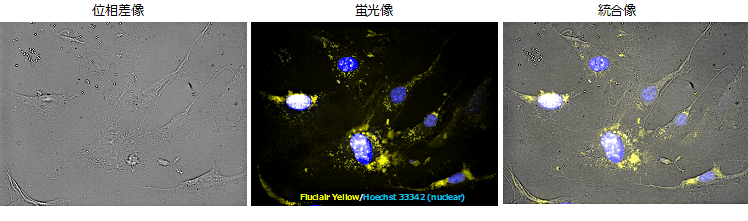 図2.FluclairTM Yellowを導入した脂肪組織由来幹細胞画像
