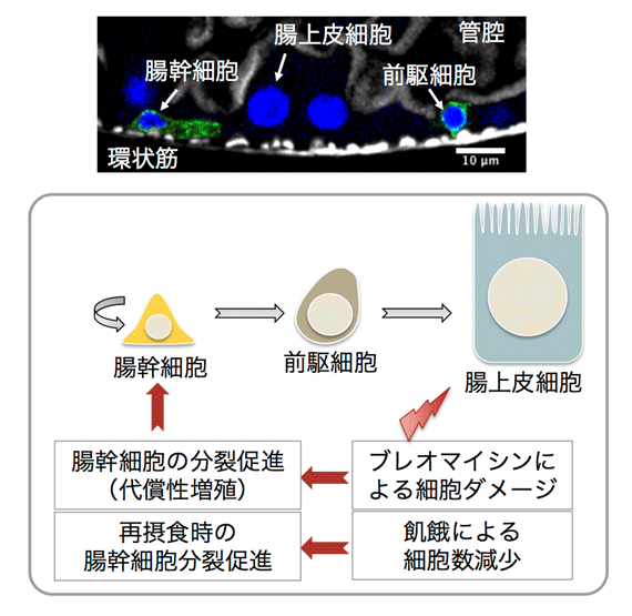 食物栄養由来アミノ酸代謝物SAMによる腸幹細胞制御機構の解明