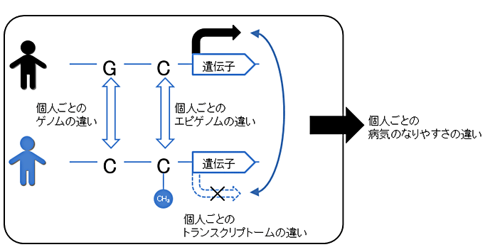 図1：個人ごとのゲノム、エピゲノム、トランスクリプトームの違い