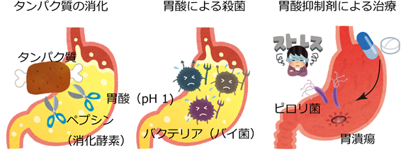 図2. 胃酸の役割