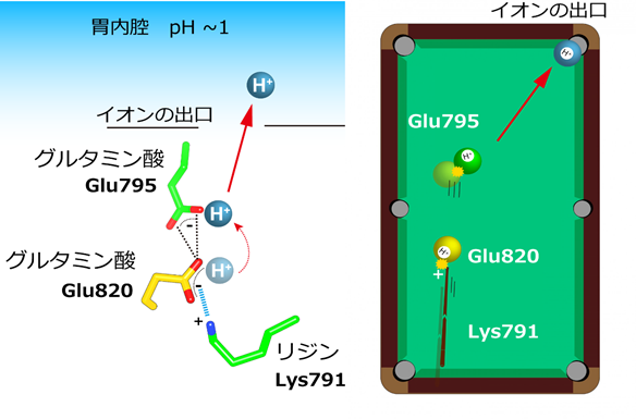 図5. 胃プロトンポンプによるH+輸送モデル（玉突きモデル）