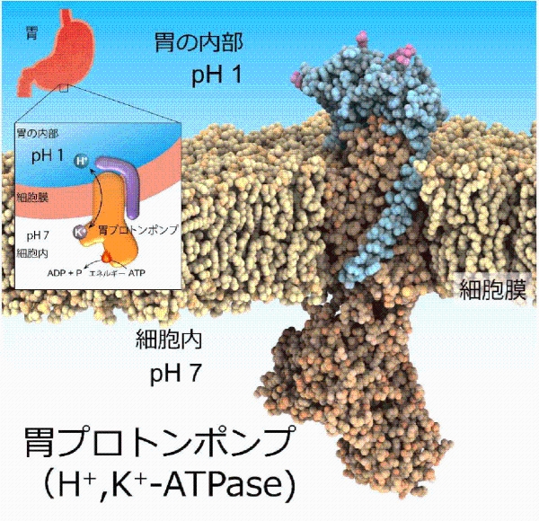 世界初 胃酸分泌を担う胃プロトンポンプの構造を解明 胃酸抑制剤結合構造と強酸に対してプロトンを吐き出す仕組み 国立研究開発法人日本医療研究開発機構