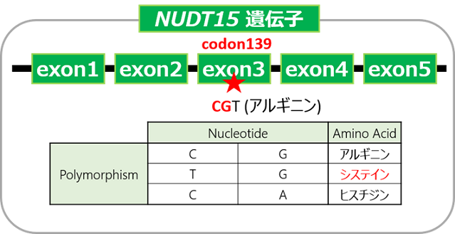 図1　本キットの検出対象NUDT15遺伝子多型とアミノ酸の種類