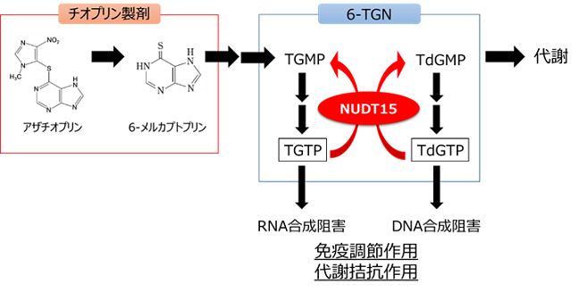 図2 NUDT15とチオプリン製剤