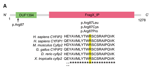 図A：患者で認められたCYFIP2遺伝子変異