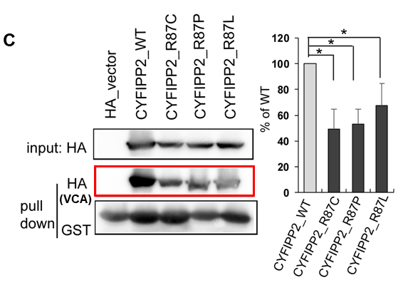 図C:正常CYFIP2に比べて(CYFIP2_WT)に比べて、変異体CYFIP2 (CYFIP2_R87C/R87P/R87L)はVCAタンパク質との結合が有意に弱くなっている