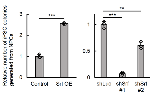 図2　SrfがiPS細胞コロニーを増加させる