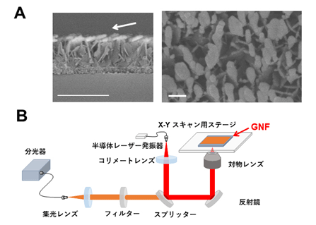 図1　金ナノ粒子の造形技術により作られたGNF基板（A：左が側面像、右が上面像）とGNFを用いたSERS imagingのシステム（B）