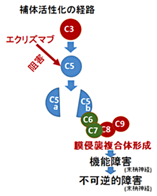 図2. ギラン・バレー症候群における補体活性化と神経障害の進展