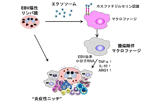 図1　EBV陽性リンパ腫が小分子RNAとエクソソームを駆使して”炎症性ニッチ”を形成する機序