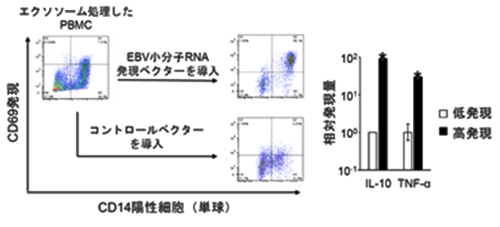 å³3ãå°åå­RNAãå¤ãååããã¨ã¯ã½ã½ã¼ã ã¯ãåçã«ãããCD69ãIL10ãTNF-Î±ã®çºç¾ãä¿é²ããã