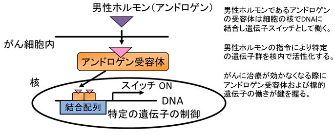 前立腺がんを神経様の形態へと悪性化させる因子の発見と診断・治療への応用