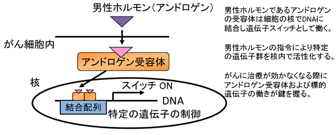 図1．前立腺がんにおける男性ホルモン（アンドロゲン）受容体の役割