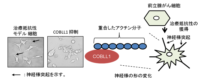 図2．細胞形態におけるCOBLL1の役割