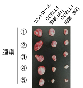 図4．COBLL1制御による腫瘍制御効果