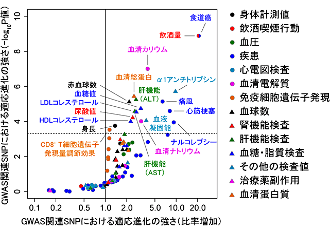 図4．日本人集団で病気や臨床検査値に影響を与える遺伝的変異における適応進化の強さ