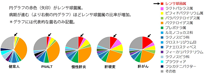 図1　C型肝炎の病期による腸内フローラ中の細菌比率の変化