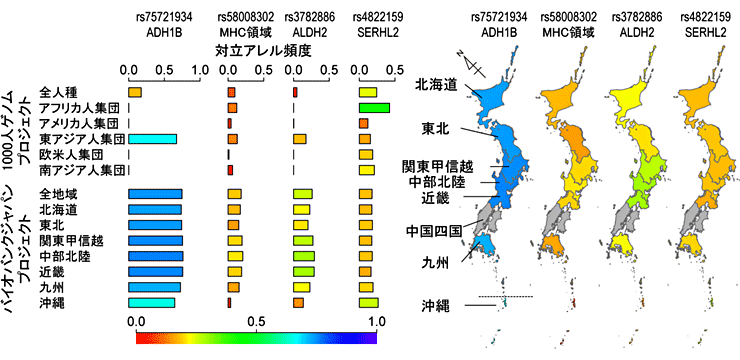 図2．日本人集団の適応進化に関わる遺伝的変異の各地域における頻度分布