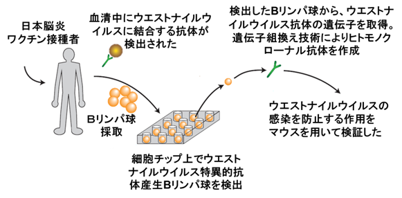 ISAAC法によるヒト抗ウエストナイルウイルス　モノクローナル抗体樹立