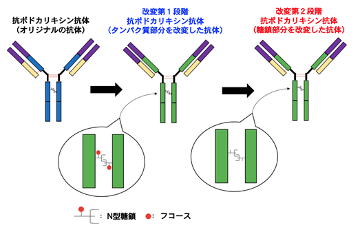 図1．抗ポドカリキシン抗体に2段階の改変を加えることにより、より効率的にがん細胞を殺傷する能力を与えた。