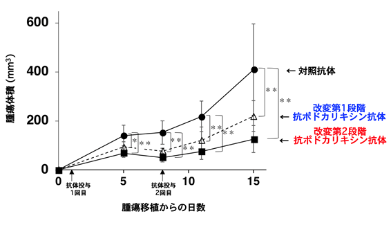 図2.抗ポドカリキシン抗体に、タンパク質部分の改変(第1段階)を加えると腫瘍体積が減少し、さらに糖鎖部分の改変(第2段階)を加えると腫瘍体積がさらに減少した。