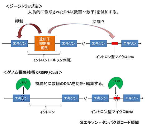 イントロン型マイクロRNAとその宿主遺伝子の関連性の解明～最新ゲノム編集技術が新たな結論を導く～