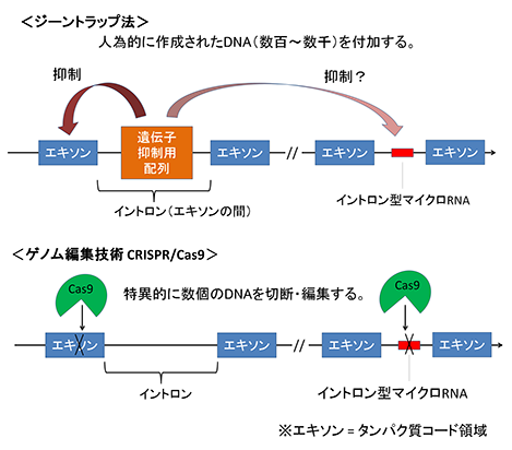 図1　ジーントラップ法とCRISPR/Cas9法の違い