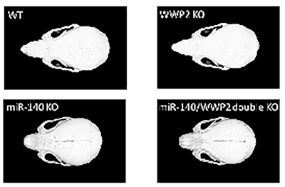図4　CRISPR/Cas9法で作成されたマウス3種類（WWP2KO, miR-140KO, miR-140/WWP2 double KO）のマイクロCT像
