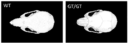 図2 ジーントラップ法で作成されたWWP2欠損マウス(WWP2GT/GT)の頭蓋骨のマイクロCT像