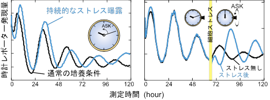 図1:細胞ストレスによるASKを介した概日時計の制御