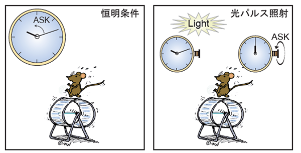 図2：光によるASKを介した行動リズムの制御
