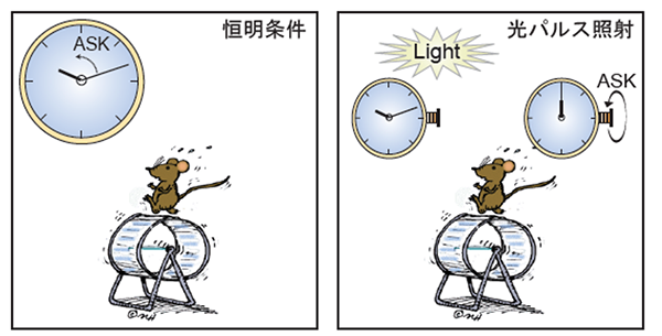 図2:光によるASKを介した行動リズムの制御