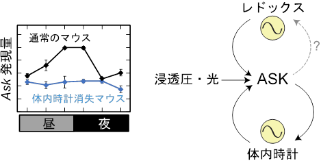 図3：体内時計による一日を通したAsk発現量の制御