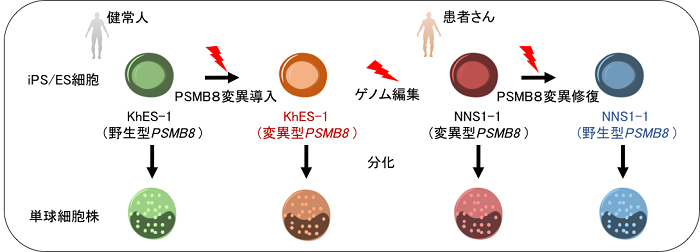 患者さん由来iPS細胞とゲノム編集技術を用いて中條・西村症候群の病態を再現し病態のメカニズムの一端を解明