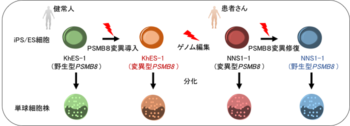 図1:患者さん由来iPS細胞とゲノム編集技術を用いた本研究のモデル図