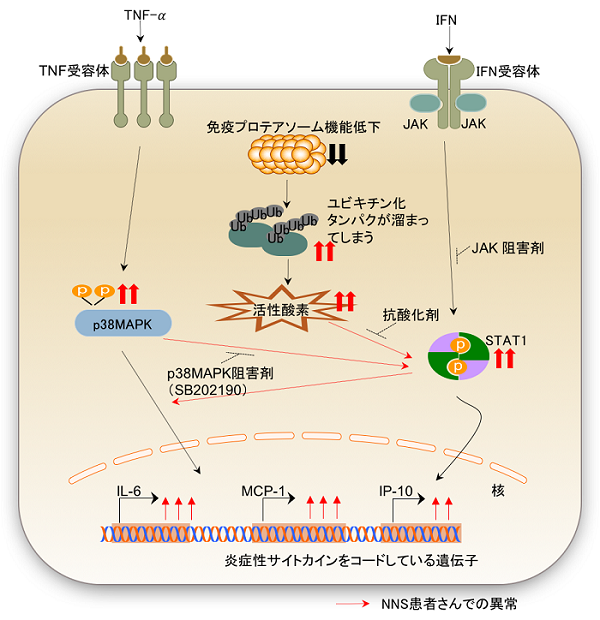 図4:本研究のまとめ