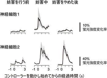 図4.運動適応課題中の神経細胞活動