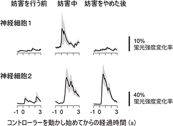 図4．運動適応課題中の神経細胞活動