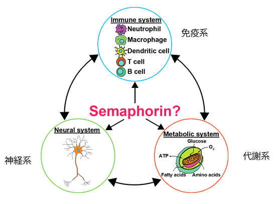 図1　セマフォリンの役割