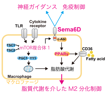 図2 セマフォリン6Dを介したM2マクロファージの誘導