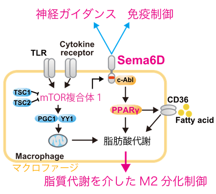 図2　セマフォリン6Dを介したM2マクロファージの誘導