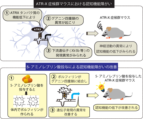 ATR-X症候群マウスにおける認知機能障害