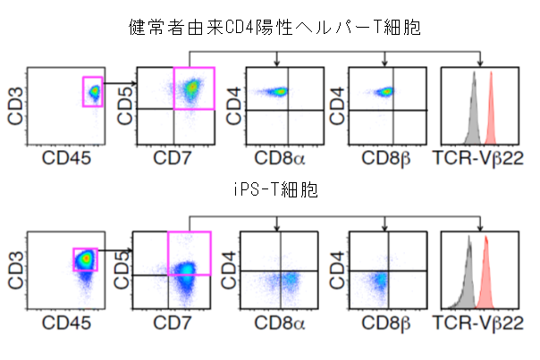 図１　CD4陽性ヘルパーT細胞とiPS-T細胞の遺伝子発現の比較