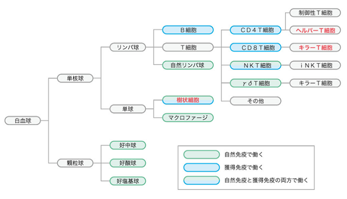 注１）樹状細胞