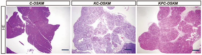 Fig. 2 脱分化を起こしたマウスの膵臓