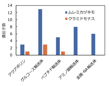 図1．輸送体遺伝子数の比較