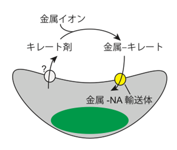 図2．ゲノム情報から予測される金属イオンの取込みモデル