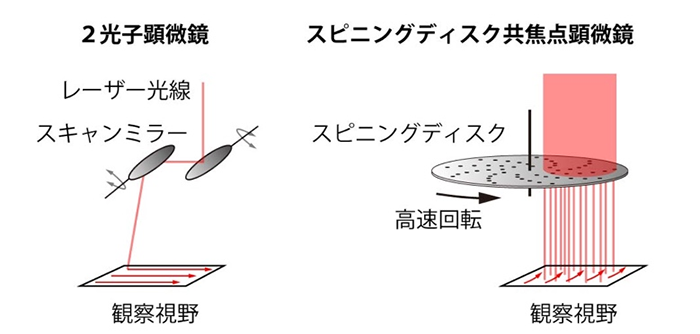 図1. 2光子励起顕微鏡とスピニングディスク共焦点顕微鏡